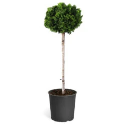 Dwarf Hinoki Cypress Tree 13 Dwarf Hinoki Cypress Tree -Brighter Blooms Sales Hinoki Cypress Standard 1