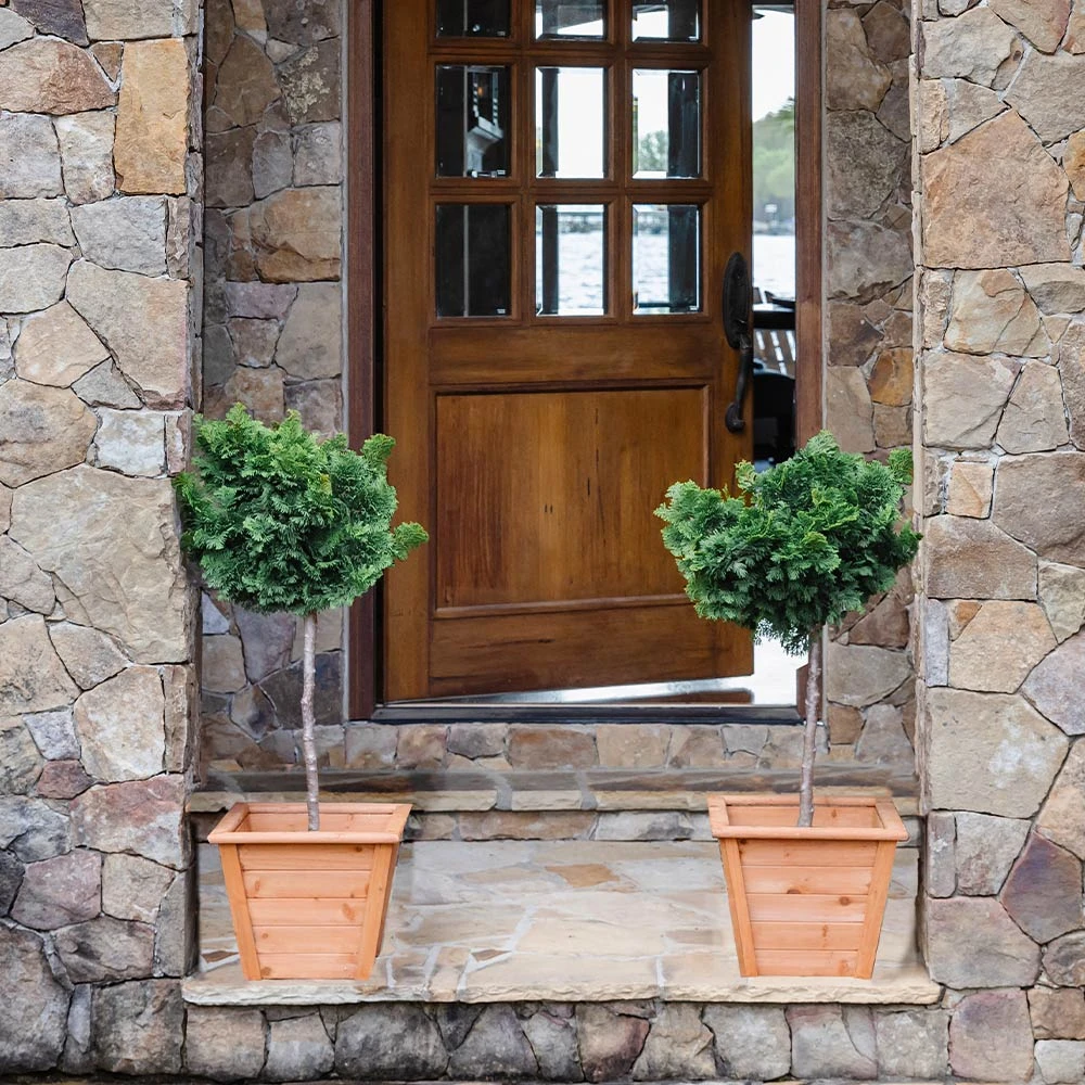 Dwarf Hinoki Cypress Tree 7 Dwarf Hinoki Cypress Tree - Image 5