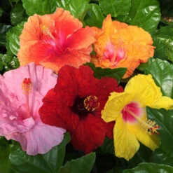 Bloom Bash® Hollywood® Hibiscus -Brighter Blooms Sales Hollywood Hibiscu BLoom Bash 2
