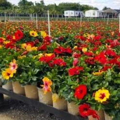 Bloom Bash® Hollywood® Hibiscus -Brighter Blooms Sales Hollywood Hibiscu BLoom Bash 4