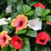 Bloom Bash® Hollywood® Hibiscus -Brighter Blooms Sales Hollywood Hibiscu BLoom Bash 600x600 b05cf730 999d 48ce 9746 33817ccc6c34