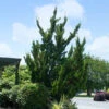 Hollywood Juniper Tree -Brighter Blooms Sales Hollywood Juniper BB 600x600 55e74db2 74fc 4770 b488 bdf45fc8a06b