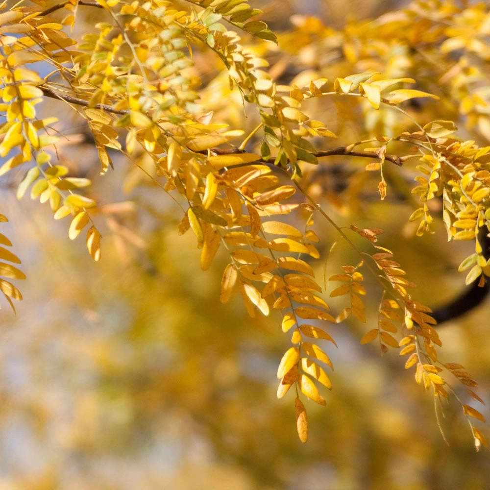 Shademaster Honeylocust Tree 5 Shademaster Honeylocust Tree - Image 3