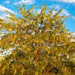 Shademaster Honeylocust Tree 11 Shademaster Honeylocust Tree -Brighter Blooms Sales Honey Locust Shademaster 6