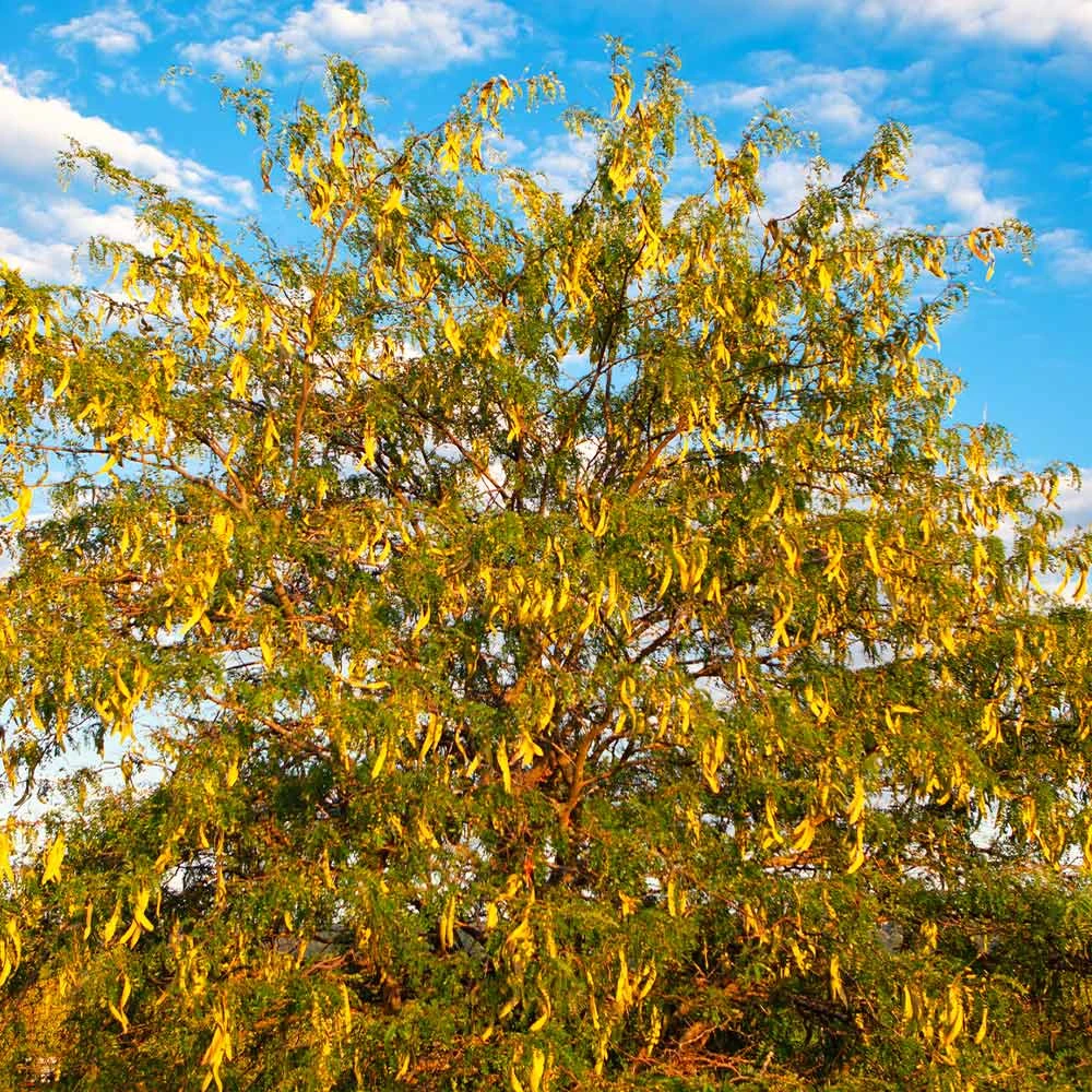 Shademaster Honeylocust Tree 7 Shademaster Honeylocust Tree - Image 5