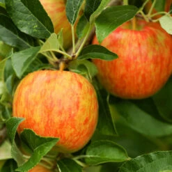 Apple Pollinator Pack 11 Apple Pollinator Pack -Brighter Blooms Sales Honeycrisp Apple 1 FGT