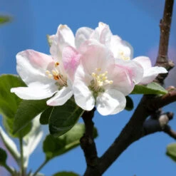 Honeycrisp Apple Tree -Brighter Blooms Sales Honeycrisp Apple 2 BB