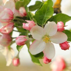 Apple Pollinator Pack 13 Apple Pollinator Pack -Brighter Blooms Sales Honeycrisp Apple 2 FGT