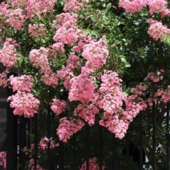 Hopi Crape Myrtle Tree -Brighter Blooms Sales Hopi Crape Myrtle 7