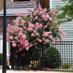 Hopi Crape Myrtle Tree -Brighter Blooms Sales Hopi Crape Myrtle 8