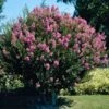 Hopi Crape Myrtle Tree -Brighter Blooms Sales Hopi Crape Myrtle BB 600x600 c890fa08 5b5f 4b4a 87f5 349113faa03e