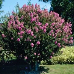 Hopi Crape Myrtle Tree