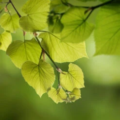 Hybrid Poplar Tree 9 Hybrid Poplar Tree -Brighter Blooms Sales Hybrid Poplar 5 BB