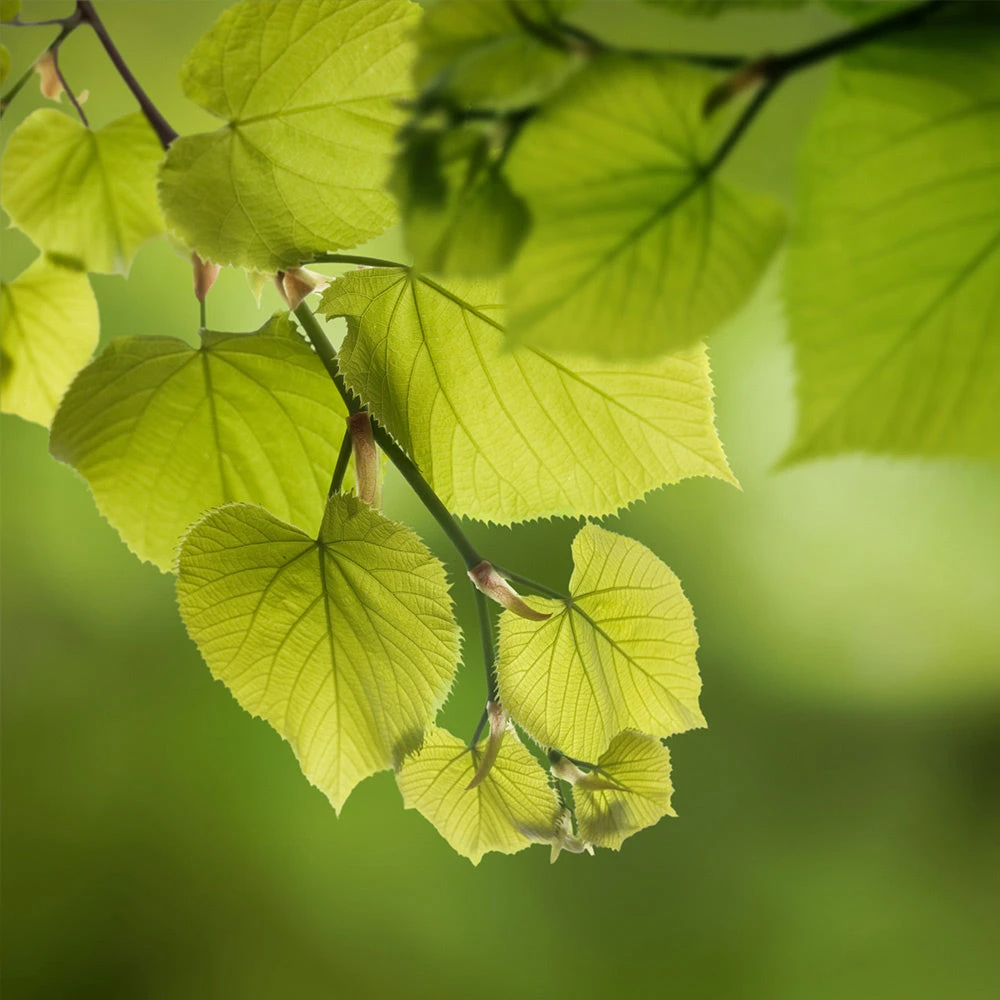 Hybrid Poplar Tree 6 Hybrid Poplar Tree - Image 4