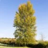 Hybrid Poplar Tree -Brighter Blooms Sales Hybrid Poplar BB 600x600 1366eeef b8b2 4b60 b715 eb45e37eaa9e