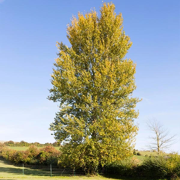 Hybrid Poplar Tree 3 Hybrid Poplar Tree