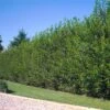 Willow Hybrid Tree -Brighter Blooms Sales Hybrid Willow 600x600 77f03e81 f7b3 4e9e b3fe 2273a185e019