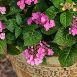 Endless Summer® Pop Star® Bigleaf Hydrangea 10 Endless Summer® Pop Star® Bigleaf Hydrangea -Brighter Blooms Sales Hydrangea Pop Star 1