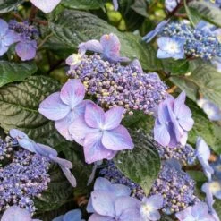 Endless Summer® Pop Star® Bigleaf Hydrangea 11 Endless Summer® Pop Star® Bigleaf Hydrangea -Brighter Blooms Sales Hydrangea Pop Star 2