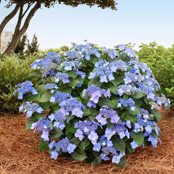 Endless Summer® Pop Star® Bigleaf Hydrangea 3 Endless Summer® Pop Star® Bigleaf Hydrangea