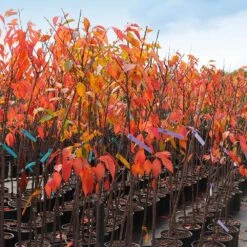 Kwanzan Cherry Tree 13 Kwanzan Cherry Tree -Brighter Blooms Sales IMG 4642 altered