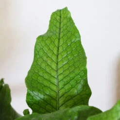 Crocodile Fern -Brighter Blooms Sales IMG 4984 altered