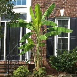 Ice Cream Banana Tree -Brighter Blooms Sales Ice Cream Banana 2