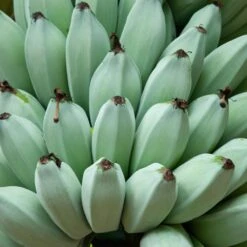 New Products -Brighter Blooms Sales Ice Cream Banana 5 BB