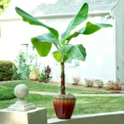 Ice Cream Banana Tree -Brighter Blooms Sales Ice Cream Banana 8 BB