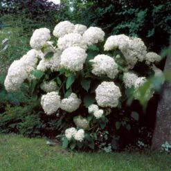 Incrediball® Hydrangea Shrub -Brighter Blooms Sales Incrediball Hydrangea 1 BB