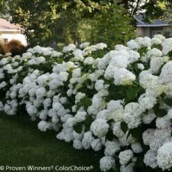 Incrediball® Hydrangea Shrub -Brighter Blooms Sales Incrediball Hydrangea 3 BB