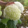 Incrediball® Hydrangea Shrub 1 Incrediball® Hydrangea Shrub -Brighter Blooms Sales Incrediball Hydrangea BB 600x600 9a086a69 b15b 40c1 9ce7 72e9bc77e9b2