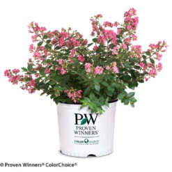 Infinitini® Brite Pink Dwarf Crape Myrtle Tree -Brighter Blooms Sales Infinitini Brite Pink Crape Myrtle 2