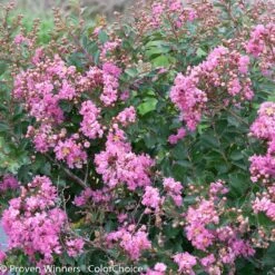 Infinitini® Brite Pink Dwarf Crape Myrtle Tree -Brighter Blooms Sales Infinitini Brite Pink Crape Myrtle 3 BB