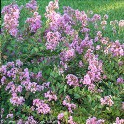 Infinitini® Orchid Dwarf Crape Myrtle Tree -Brighter Blooms Sales Infinitini Orchid Crape Myrtle 2