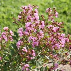 Infinitini® Orchid Dwarf Crape Myrtle Tree -Brighter Blooms Sales Infinitini Orchid Crape Myrtle 3
