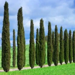 Italian Cypress Tree -Brighter Blooms Sales Italian Cypress 1 BB 7cd8d5ae a033 4e1b b34a dcfd22906412