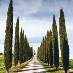 Italian Cypress Tree -Brighter Blooms Sales Italian Cypress 4 BB 54feeb80 e54f 4219 802d ad750d98b1fa