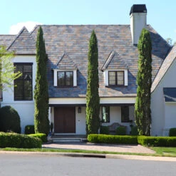 New Products -Brighter Blooms Sales Italian Cypress 5 BB