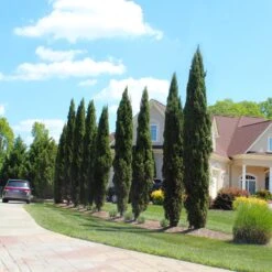 Italian Cypress Tree -Brighter Blooms Sales Italian Cypress 6 BB