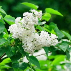 Ivory Silk Japanese Lilac Tree -Brighter Blooms Sales Ivory Silk Lilac 2