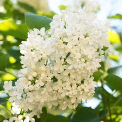 Ivory Silk Japanese Lilac Tree -Brighter Blooms Sales Ivory Silk Lilac 4