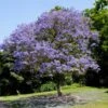 Jacaranda Tree 2 Jacaranda Tree -Brighter Blooms Sales Jacaranda 2
