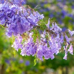 Jacaranda Tree 9 Jacaranda Tree -Brighter Blooms Sales Jacaranda 4