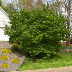 Jane Magnolia Tree -Brighter Blooms Sales Jane Saucer Magnola 5 BB