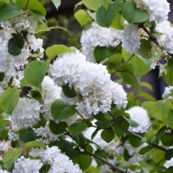 Japanese Snowball Bush -Brighter Blooms Sales Japanese VIburnum 4 BB