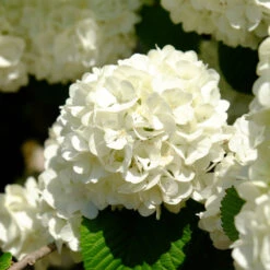 Japanese Snowball Bush -Brighter Blooms Sales Japanese VIburnum 6