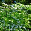 Japanese Snowball Bush 2 Japanese Snowball Bush -Brighter Blooms Sales Japanese VIburnum BB 600x600 1e4cb826 059a 4e79 8e22 1dcc1c7fc6d7