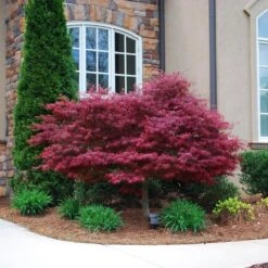 Red Dragon Japanese Maple Tree -Brighter Blooms Sales Japanese Maple Red Dragon 1 BB