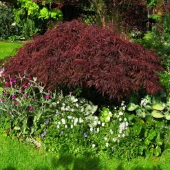 Red Dragon Japanese Maple Tree -Brighter Blooms Sales Japanese Maple Red Dragon 4 BB